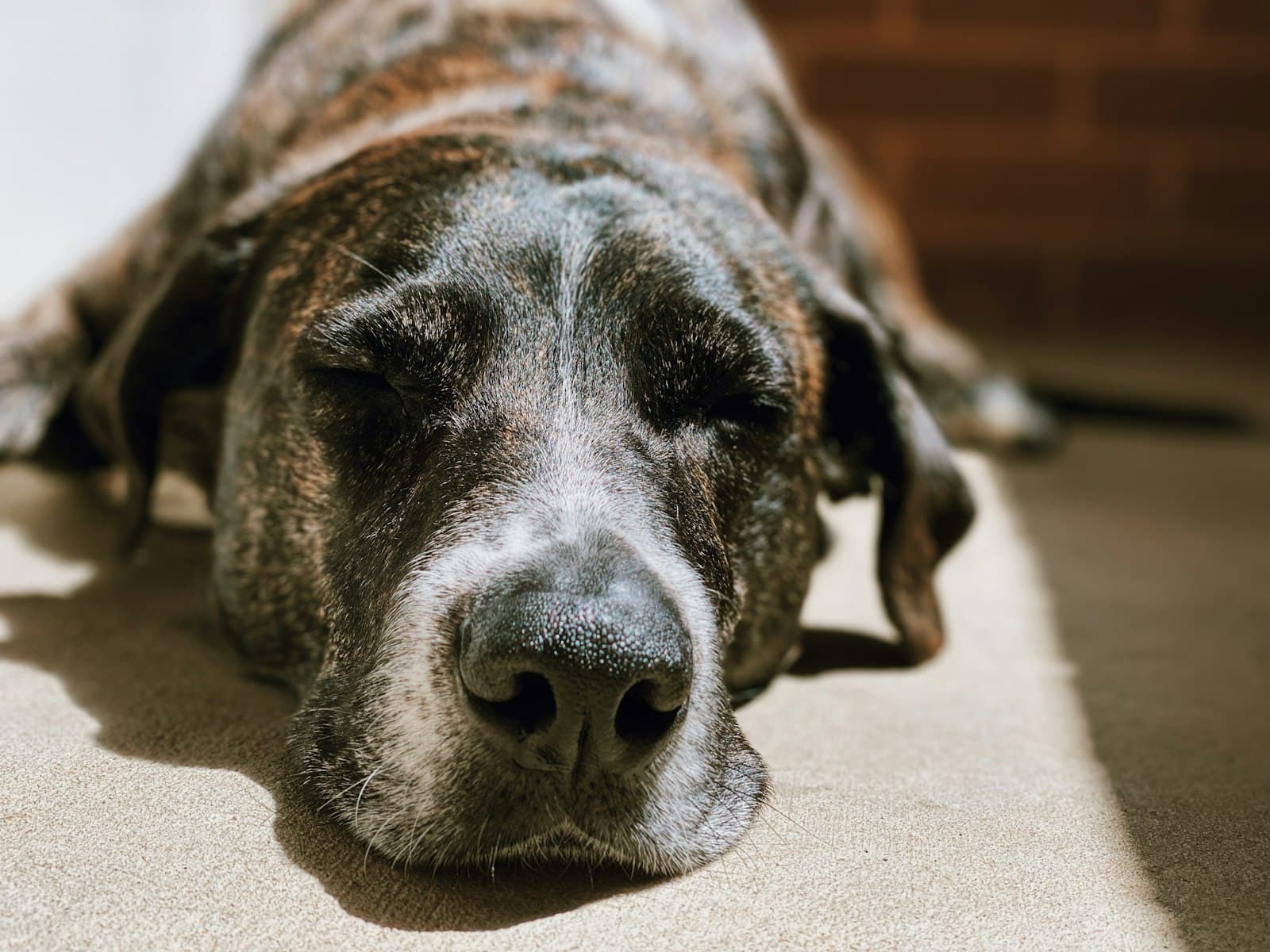 Close crop of a sleeping senior golden retriever with a greying muzzle