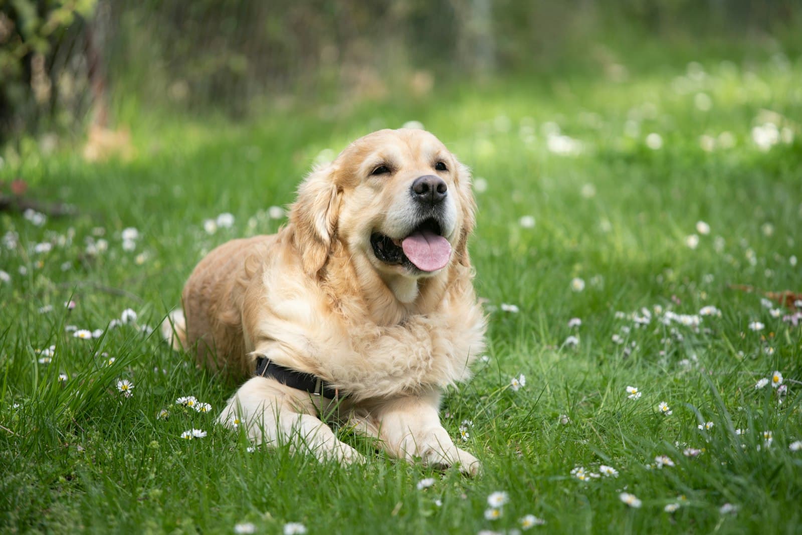 A senior golden retriever lying in the grass, tongue out