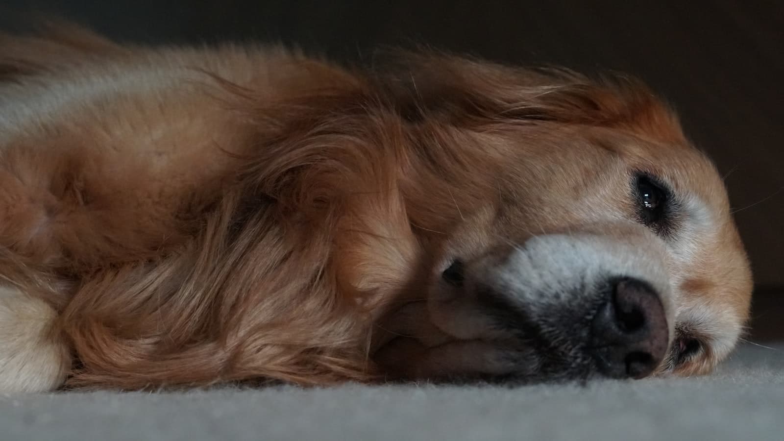 A golden retriever resting on a porch chair in warm light